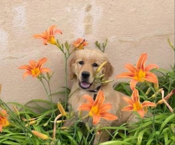 /images/uploads/the santa fe new mexican/santafepetcontest-2025/entries/31627thumb.jpg